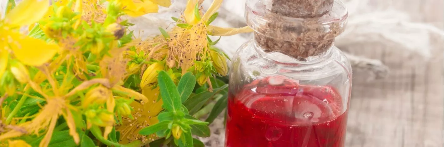 La recette de grand-mère : l’huile rouge de la Saint-Jean ...