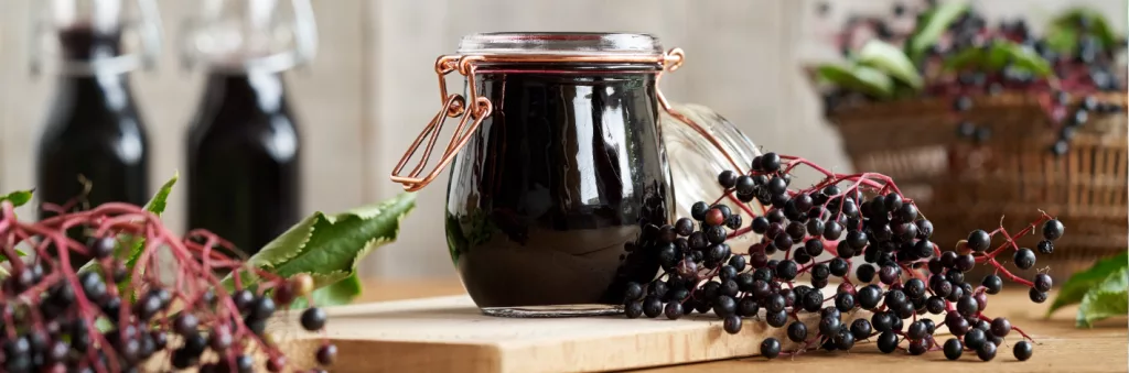 Baies de sureau noir mûres utilisées pour préparer un sirop naturel renforçant l’immunité