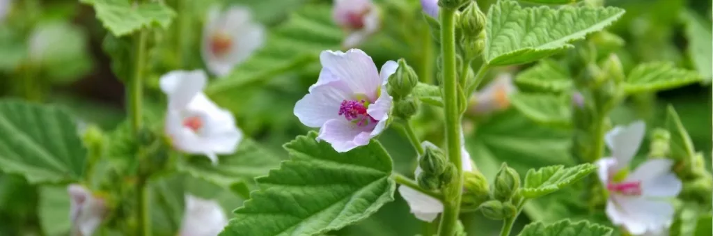 Racine de guimauve officinale utilisée en cataplasme naturel pour apaiser les brûlures d’estomac