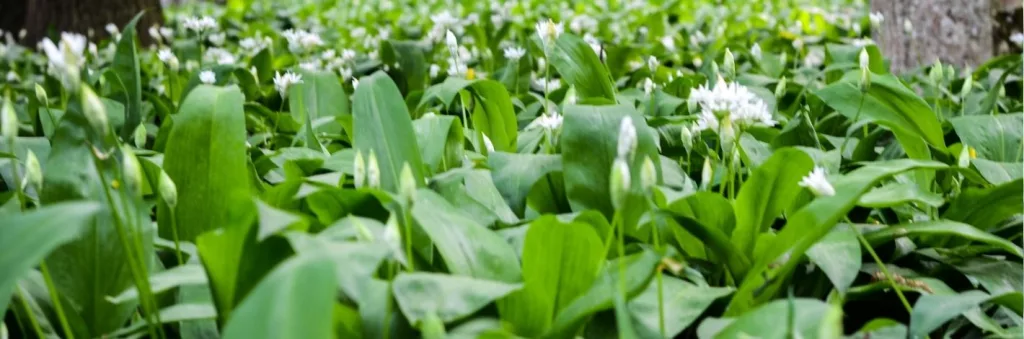 Feuilles d’ail des ours utilisées pour un baume antifongique naturel aux propriétés assainissantes