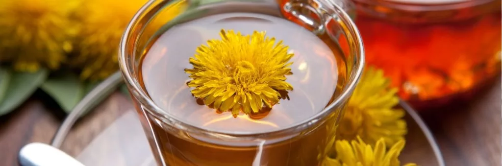 Feuilles de pissenlit utilisées pour une recette naturelle anti-fatigue favorisant le soutien du foie