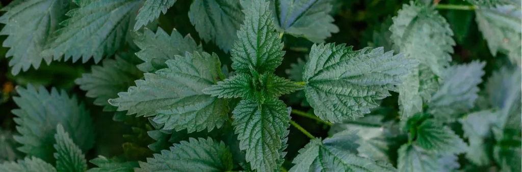 Ortie sauvage au printemps, plante riche en nutriments utilisée en phytothérapie