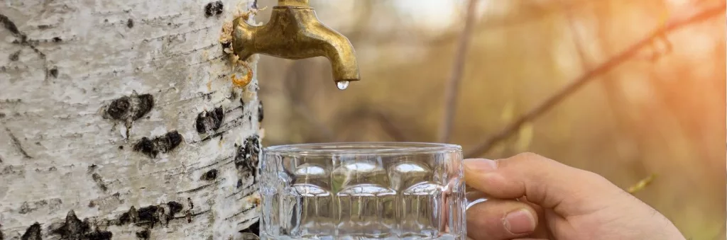 Sève de bouleau utilisée pour une cure détox naturelle au printemps