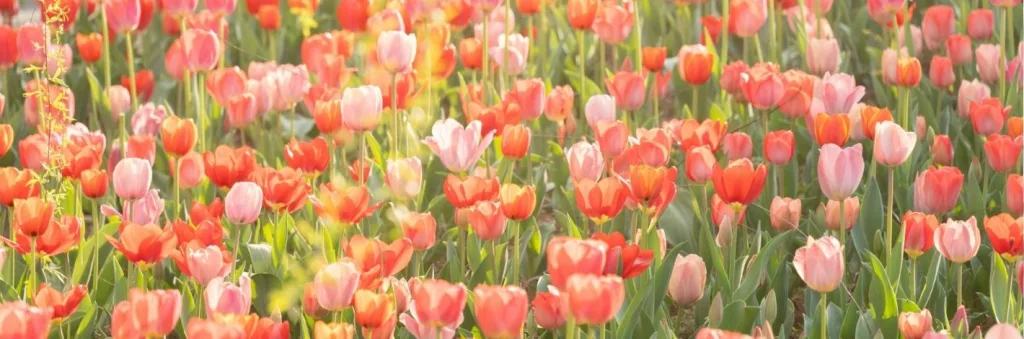 Solutions naturelles pour renforcer le système immunitaire avant le printemps
