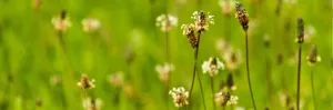 Plantain lancéolé (Plantago lanceolata), plante médicinale utilisée pour soulager les allergies respiratoires naturellement