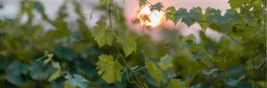 Feuilles de vigne rouge (Vitis vinifera) pour améliorer la circulation sanguine et le confort veineux