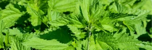 Ortie piquante riche en minéraux utilisée pour revitaliser l’organisme au printemps