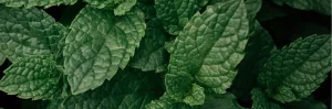 Menthe poivrée utilisée pour améliorer la digestion et soulager les ballonnements