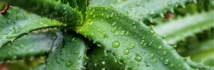 Gel d’aloe vera pour hydrater, apaiser et réparer la peau après le soleil