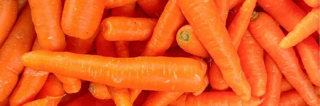 Carottes fraîches riches en bêta-carotène pour préparer naturellement la peau au soleil