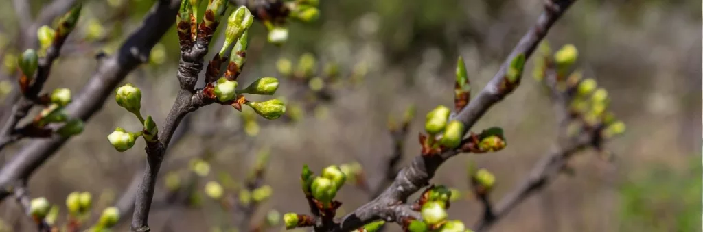 Bourgeons de plantes utilisés en gemmothérapie pour la préparation de macérats concentrés