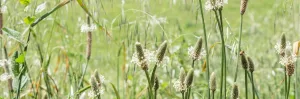 Plantain, une plante traditionnellement utilisée pour apaiser la peau et les petites irritations du quotidien