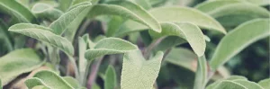 Sauge officinale traditionnellement utilisée pour contribuer au confort en cas de transpiration excessive