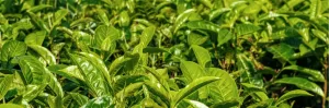 Thé vert traditionnellement consommé dans le cadre d'une alimentation équilibrée et d'un mode de vie sain