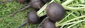 Radis noir traditionnellement utilisé pour soutenir la fonction hépatique et favoriser le bien-être digestif