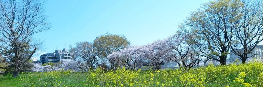 Solutions naturelles pour mieux gérer le stress et retrouver un équilibre émotionnel au printemps