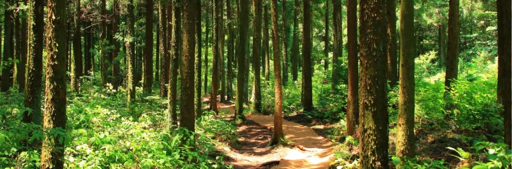 Les bienfaits d'une balade en forêt pour favoriser le bien-être physique et mental