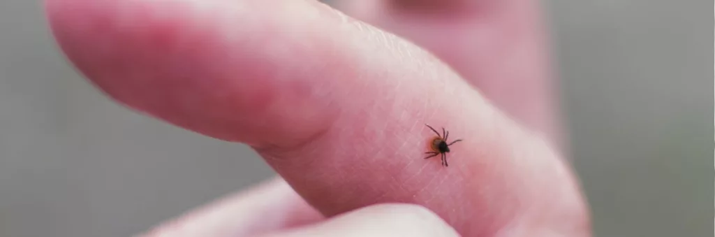 Maladie de Lyme : comprendre les risques liés aux tiques et adopter les bons gestes de prévention